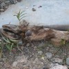 moose hoof 07